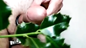 Holly for a christmas cock