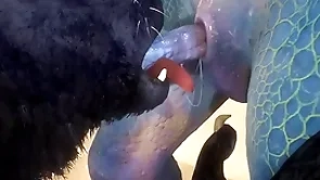 Wolf and lizard attempt sex laze about - wildlife